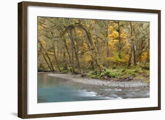 Scenic of Quinault River in the Olympic National Park, Washington, USA-Jaynes Gallery-Framed Photographic Print