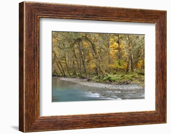 Scenic of Quinault River in the Olympic National Park, Washington, USA-Jaynes Gallery-Framed Photographic Print