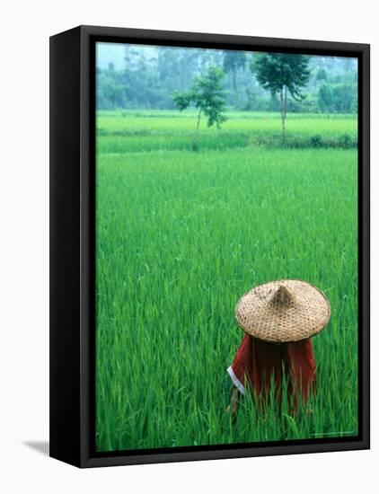 Scenic of Rice Fields and Farmer on Yangtze River, China-Bill Bachmann-Framed Premier Image Canvas