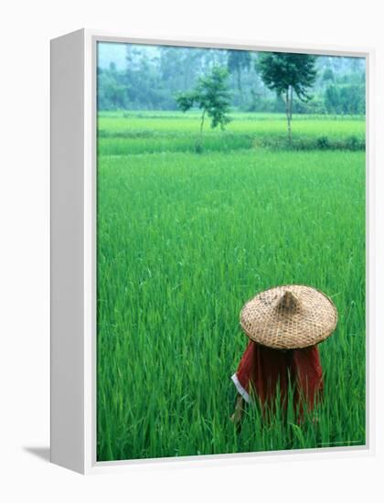 Scenic of Rice Fields and Farmer on Yangtze River, China-Bill Bachmann-Framed Premier Image Canvas