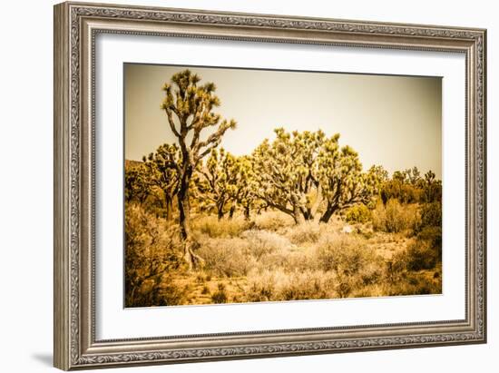 Scenic View In Joshua Tree National Park-Ron Koeberer-Framed Photographic Print