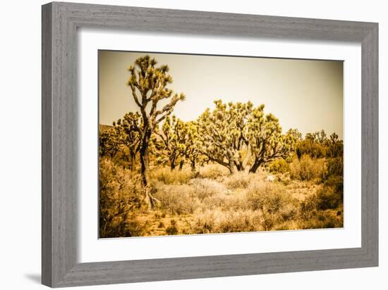 Scenic View In Joshua Tree National Park-Ron Koeberer-Framed Photographic Print