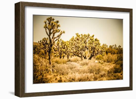 Scenic View In Joshua Tree National Park-Ron Koeberer-Framed Photographic Print