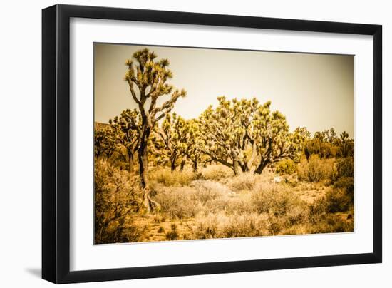 Scenic View In Joshua Tree National Park-Ron Koeberer-Framed Photographic Print