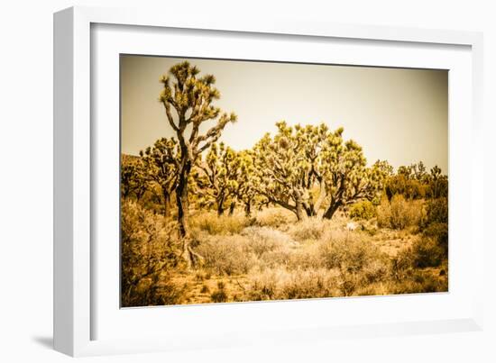 Scenic View In Joshua Tree National Park-Ron Koeberer-Framed Photographic Print