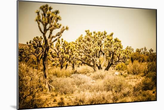 Scenic View In Joshua Tree National Park-Ron Koeberer-Mounted Photographic Print