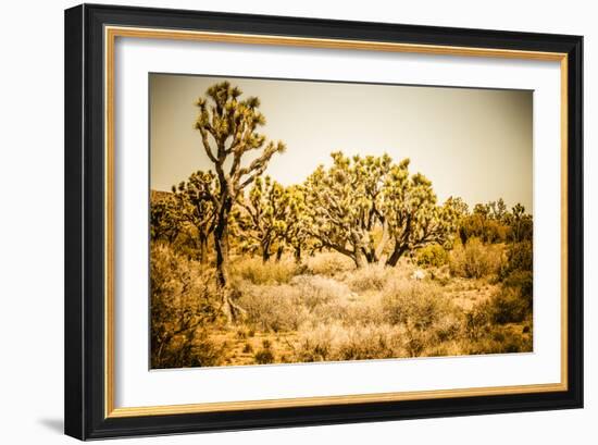 Scenic View In Joshua Tree National Park-Ron Koeberer-Framed Photographic Print