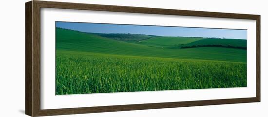 Scenic view of a field, South Downs, South Downs National Park, Sussex, England-null-Framed Photographic Print