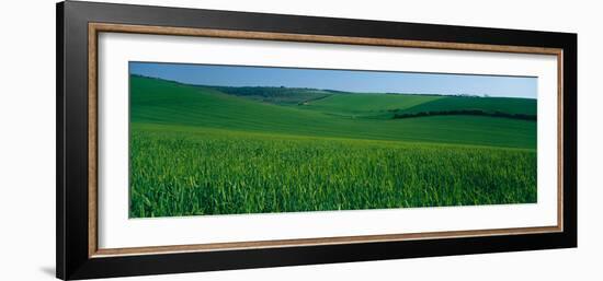 Scenic view of a field, South Downs, South Downs National Park, Sussex, England-null-Framed Photographic Print