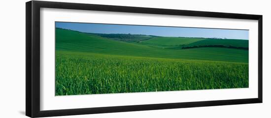 Scenic view of a field, South Downs, South Downs National Park, Sussex, England-null-Framed Photographic Print