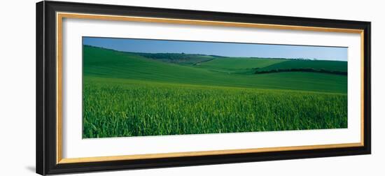 Scenic view of a field, South Downs, South Downs National Park, Sussex, England-null-Framed Photographic Print