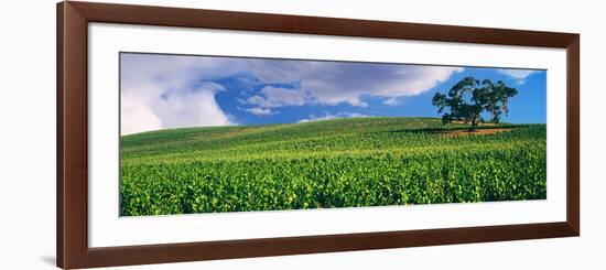 Scenic View of a Vineyard, Paso Robles, San Luis Obispo County, California, USA-null-Framed Photographic Print