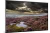 Scenic View of Moorland Habitat Showing Flowering Heather in Foreground, Peak District Np-Ben Hall-Mounted Photographic Print