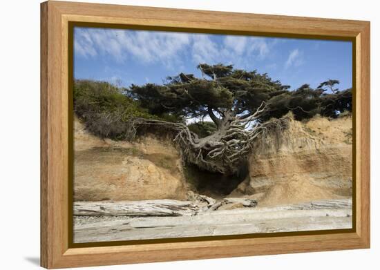 Scenic view of tree of life, Kalaloch, Olympic National Park, Jefferson County, Washington State...-Panoramic Images-Framed Premier Image Canvas