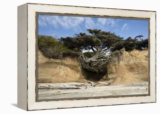 Scenic view of tree of life, Kalaloch, Olympic National Park, Jefferson County, Washington State...-Panoramic Images-Framed Premier Image Canvas