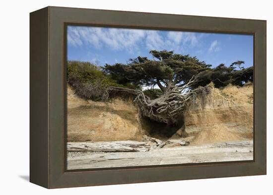 Scenic view of tree of life, Kalaloch, Olympic National Park, Jefferson County, Washington State...-Panoramic Images-Framed Premier Image Canvas