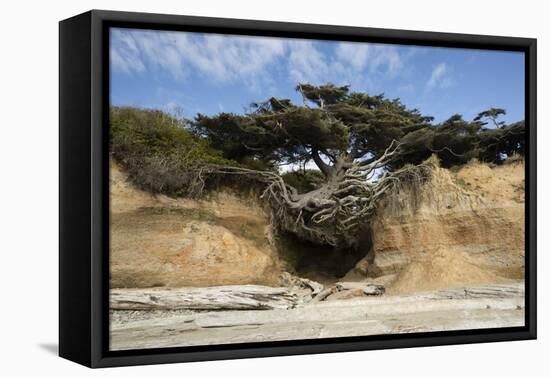 Scenic view of tree of life, Kalaloch, Olympic National Park, Jefferson County, Washington State...-Panoramic Images-Framed Premier Image Canvas