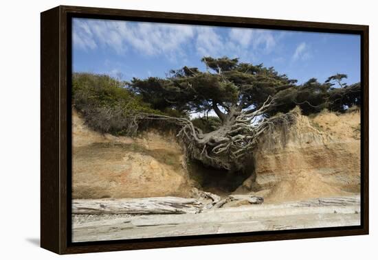 Scenic view of tree of life, Kalaloch, Olympic National Park, Jefferson County, Washington State...-Panoramic Images-Framed Premier Image Canvas