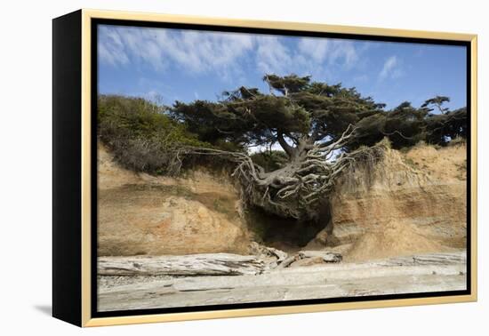 Scenic view of tree of life, Kalaloch, Olympic National Park, Jefferson County, Washington State...-Panoramic Images-Framed Premier Image Canvas