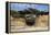 Scenic view of tree of life, Kalaloch, Olympic National Park, Jefferson County, Washington State...-Panoramic Images-Framed Premier Image Canvas