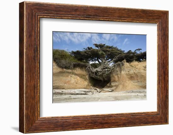 Scenic view of tree of life, Kalaloch, Olympic National Park, Jefferson County, Washington State...-Panoramic Images-Framed Premium Photographic Print