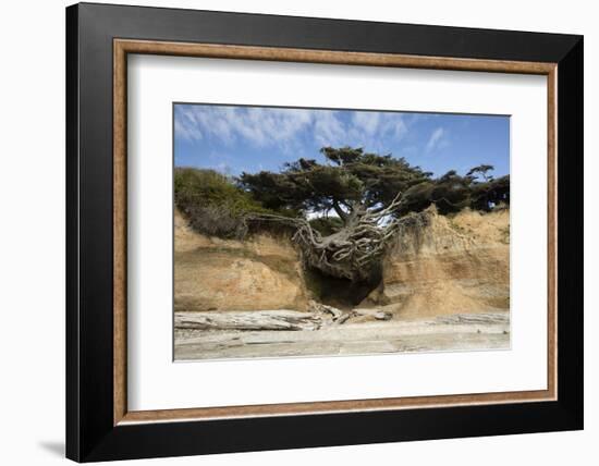 Scenic view of tree of life, Kalaloch, Olympic National Park, Jefferson County, Washington State...-Panoramic Images-Framed Premium Photographic Print