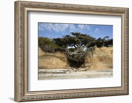 Scenic view of tree of life, Kalaloch, Olympic National Park, Jefferson County, Washington State...-Panoramic Images-Framed Photographic Print