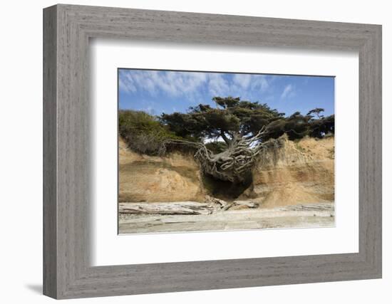 Scenic view of tree of life, Kalaloch, Olympic National Park, Jefferson County, Washington State...-Panoramic Images-Framed Photographic Print