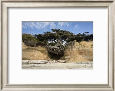 Scenic View Of Tree Of Life Kalaloch Olympic National Park Jefferson County Washington State Photographic Print Panoramic Images Art Com
