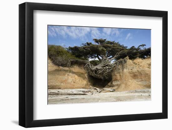 Scenic view of tree of life, Kalaloch, Olympic National Park, Jefferson County, Washington State...-Panoramic Images-Framed Photographic Print
