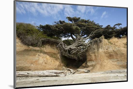 Scenic view of tree of life, Kalaloch, Olympic National Park, Jefferson County, Washington State...-Panoramic Images-Mounted Photographic Print