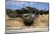 Scenic view of tree of life, Kalaloch, Olympic National Park, Jefferson County, Washington State...-Panoramic Images-Mounted Photographic Print