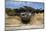 Scenic view of tree of life, Kalaloch, Olympic National Park, Jefferson County, Washington State...-Panoramic Images-Mounted Photographic Print