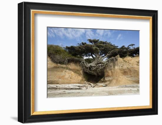 Scenic view of tree of life, Kalaloch, Olympic National Park, Jefferson County, Washington State...-Panoramic Images-Framed Photographic Print