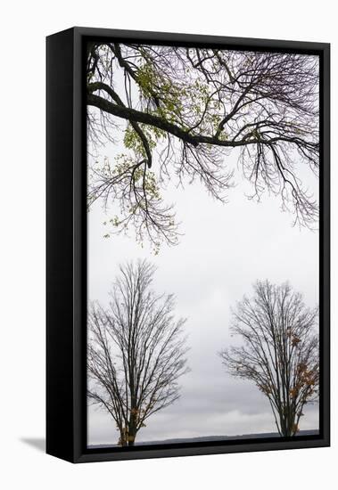 Scenic view of trees, Chautauqua Lake, Chautauqua Institution Historic District, Chautauqua, Wes...-Panoramic Images-Framed Premier Image Canvas