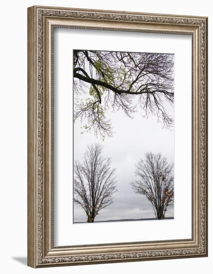 Scenic view of trees, Chautauqua Lake, Chautauqua Institution Historic District, Chautauqua, Wes...-Panoramic Images-Framed Photographic Print