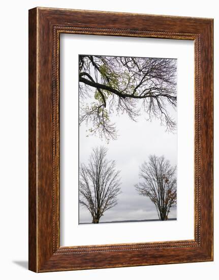 Scenic view of trees, Chautauqua Lake, Chautauqua Institution Historic District, Chautauqua, Wes...-Panoramic Images-Framed Photographic Print