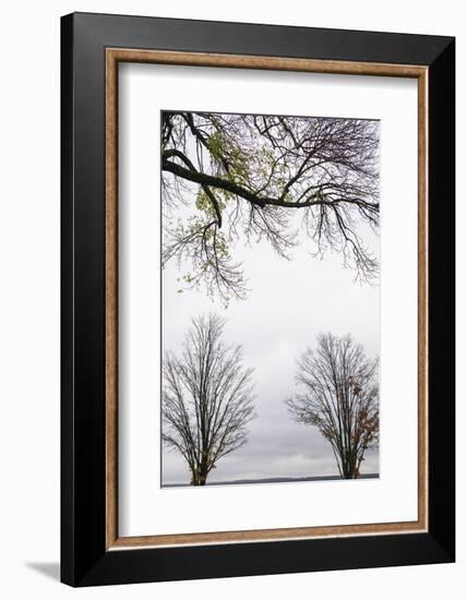 Scenic view of trees, Chautauqua Lake, Chautauqua Institution Historic District, Chautauqua, Wes...-Panoramic Images-Framed Photographic Print