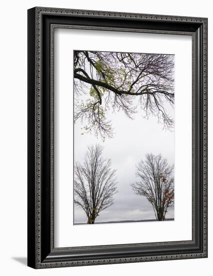 Scenic view of trees, Chautauqua Lake, Chautauqua Institution Historic District, Chautauqua, Wes...-Panoramic Images-Framed Photographic Print