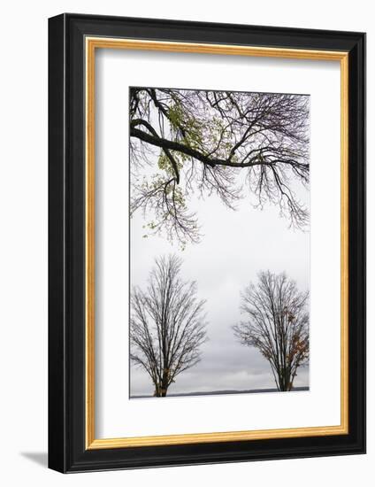 Scenic view of trees, Chautauqua Lake, Chautauqua Institution Historic District, Chautauqua, Wes...-Panoramic Images-Framed Photographic Print