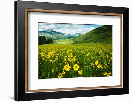 Scenic View of Wildflowers in a Field, Crested Butte, Colorado, USA-null-Framed Photographic Print