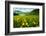 Scenic View of Wildflowers in a Field, Crested Butte, Colorado, USA-null-Framed Photographic Print