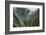 Scenic Views of Kauai's Interior Rain Forests from Above-Micah Wright-Framed Photographic Print