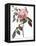 Scented Rose of India, Rosa Indica Fragrans-Pierre Joseph Redoute-Framed Premier Image Canvas