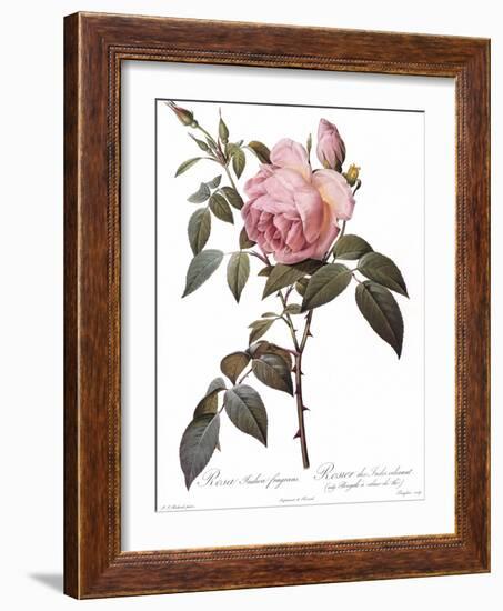 Scented Rose of India, Rosa Indica Fragrans-Pierre Joseph Redoute-Framed Giclee Print