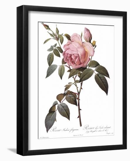 Scented Rose of India, Rosa Indica Fragrans-Pierre Joseph Redoute-Framed Giclee Print