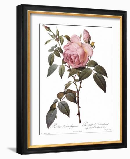 Scented Rose of India, Rosa Indica Fragrans-Pierre Joseph Redoute-Framed Giclee Print