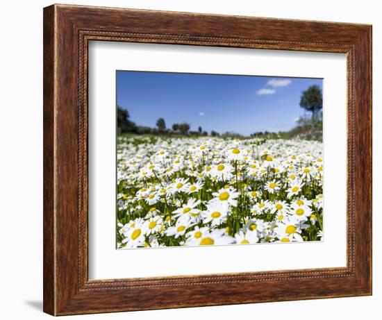 Scentless false mayweed meadow, Marvao. Portugal-Martin Zwick-Framed Photographic Print