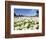 Scentless false mayweed meadow, Marvao. Portugal-Martin Zwick-Framed Photographic Print
