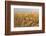 Scentless Mayweed (Tripleurospermum Inodorum) in a Ripe Barley Field. Perthshire, Scotland, July-Fergus Gill-Framed Photographic Print